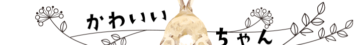 かわいいちゃん